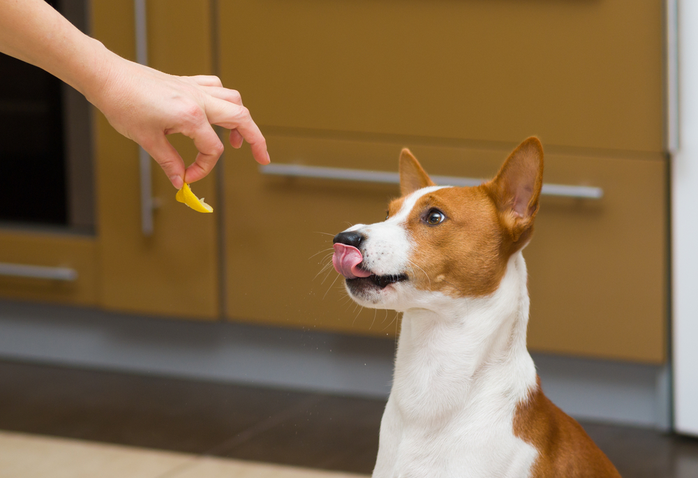 Can dogs eat human foods